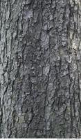 wood tree bark 0002